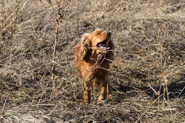 Do Cocker Spaniels Bark A Lot Easy Spaniel Training