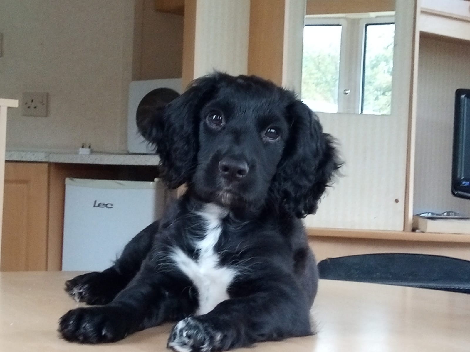 is a cocker spaniel easy to train