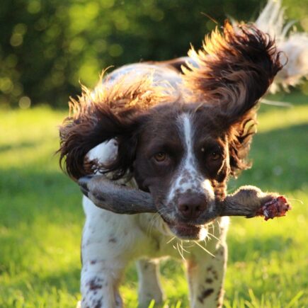 Cocker Spaniel Training 25 Important Tips To Help Your Spaniel Training