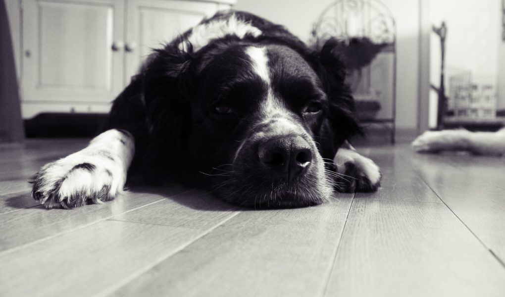 dog crate cocker spaniel