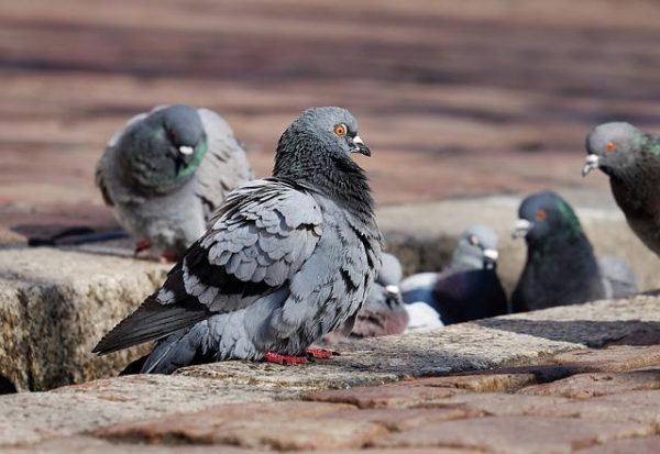 How To Catch Pigeons For Dog Training - Easy Spaniel Training