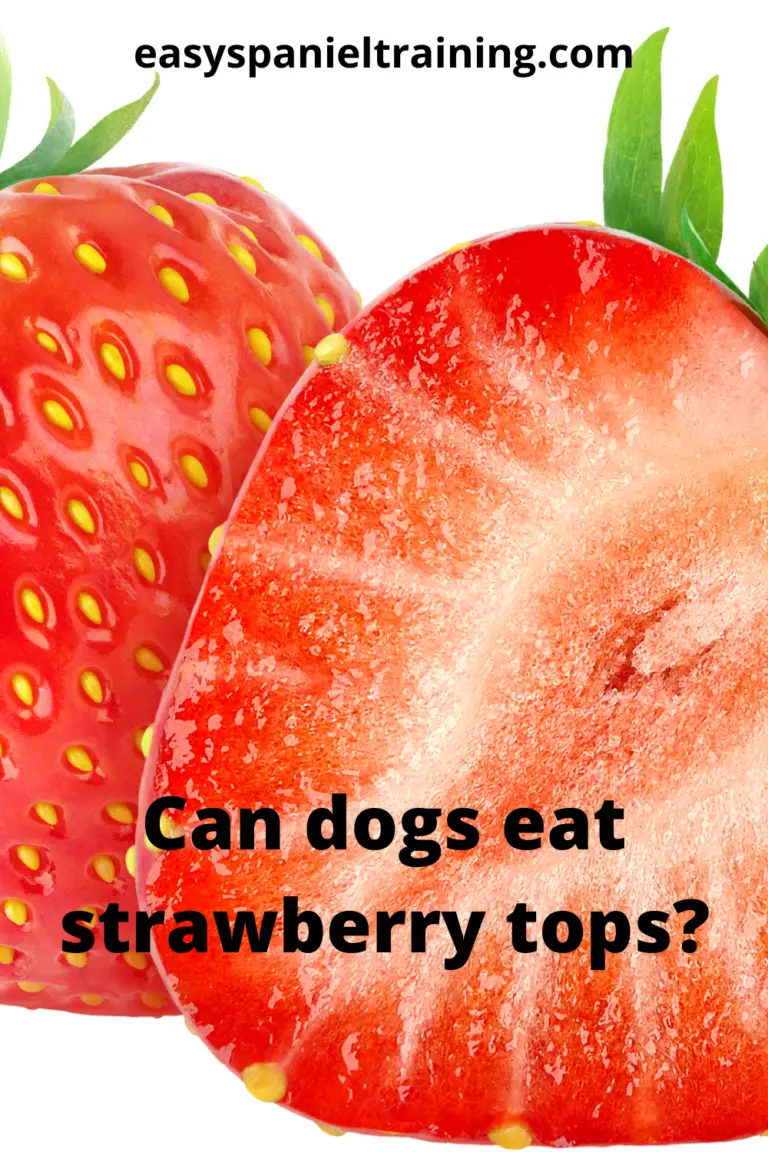 Can dogs eat strawberry tops? - Easy Spaniel Training