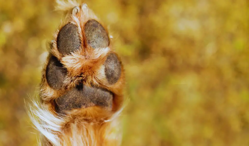 Top paw care tips for spaniels - What you need to know
