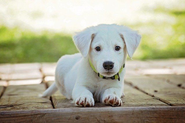 can dogs eat amaranth seeds