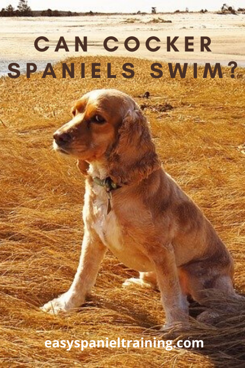 Can Cocker Spaniels Swim? How to get your Cocker swimming strongly