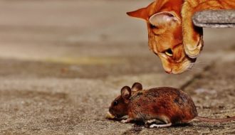 Will a dog keep mice away? Most dogs are good mousers