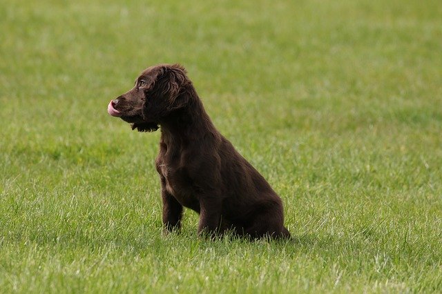 why are cocker spaniels tails docked