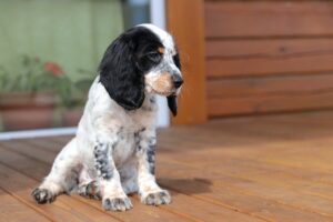 How To House Train A Cocker Spaniel Puppy - Easy Spaniel Training