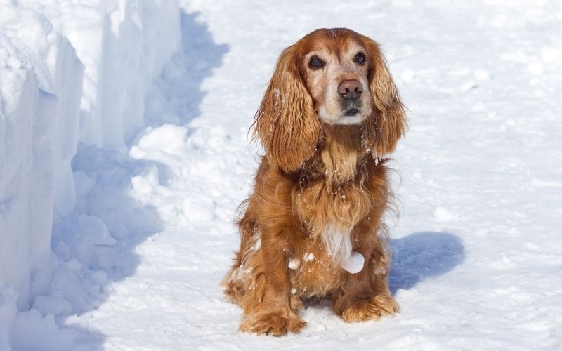 are spaniels cuddly