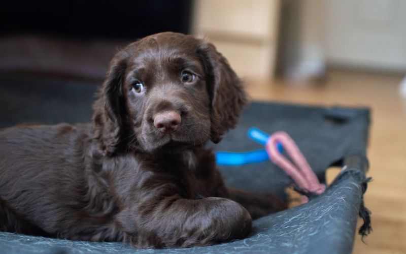 are cocker spaniels cuddly