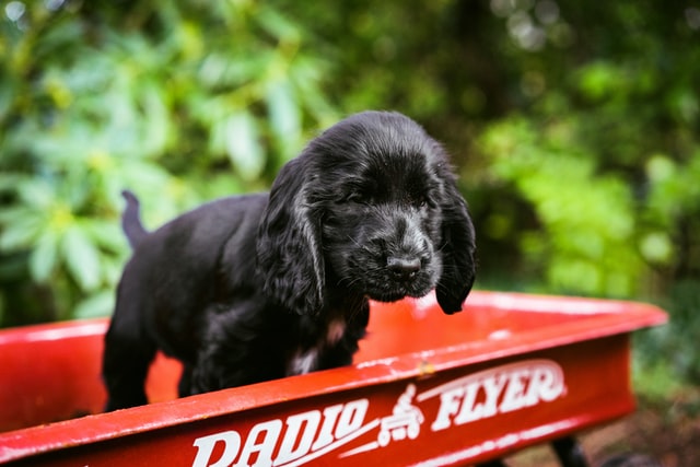 are cocker spaniels cuddly