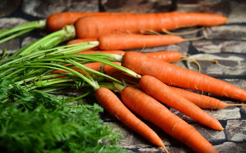 are celery amp carrots good for dogs