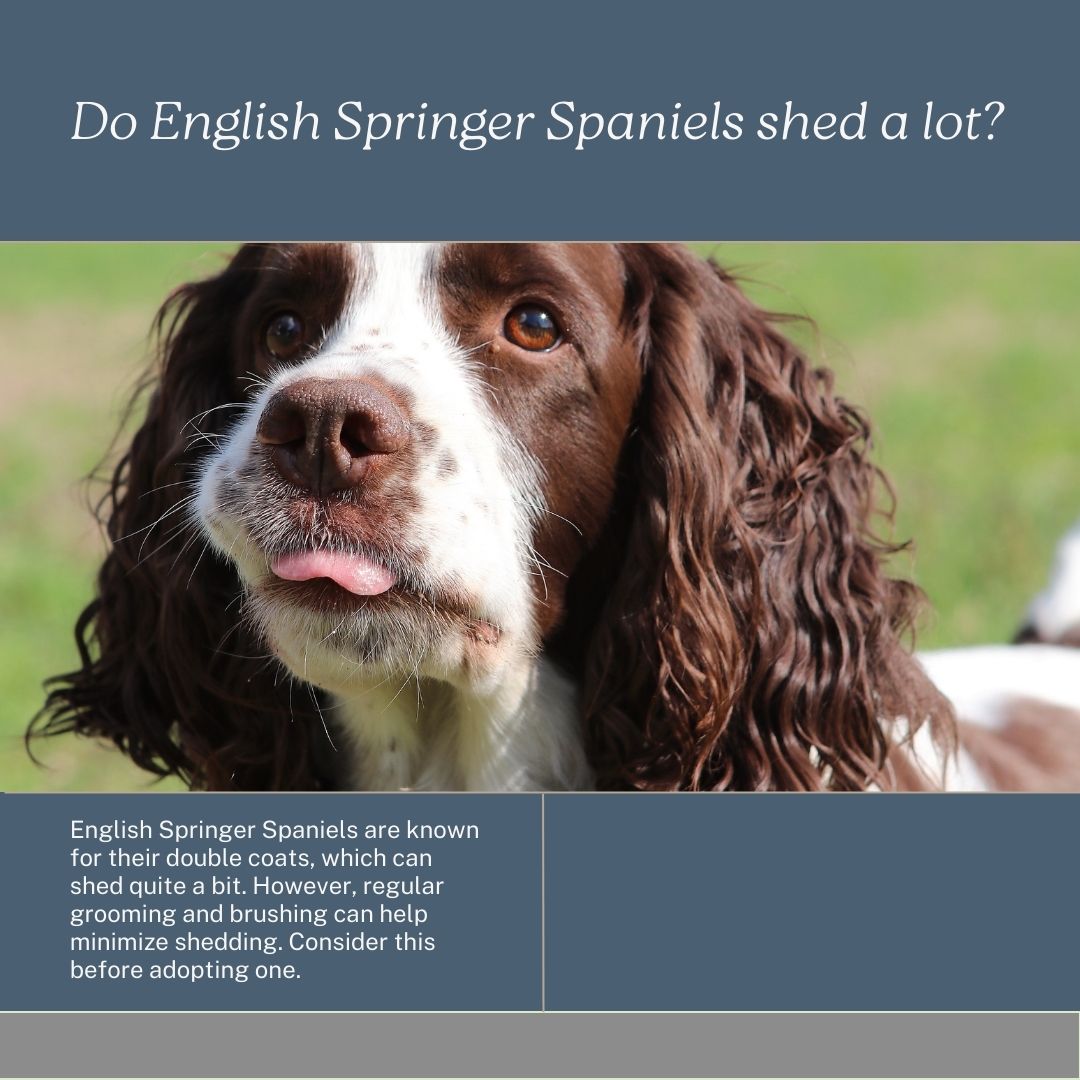 How To Minimise Shedding In Your Springer Spaniel - Easy Spaniel Training