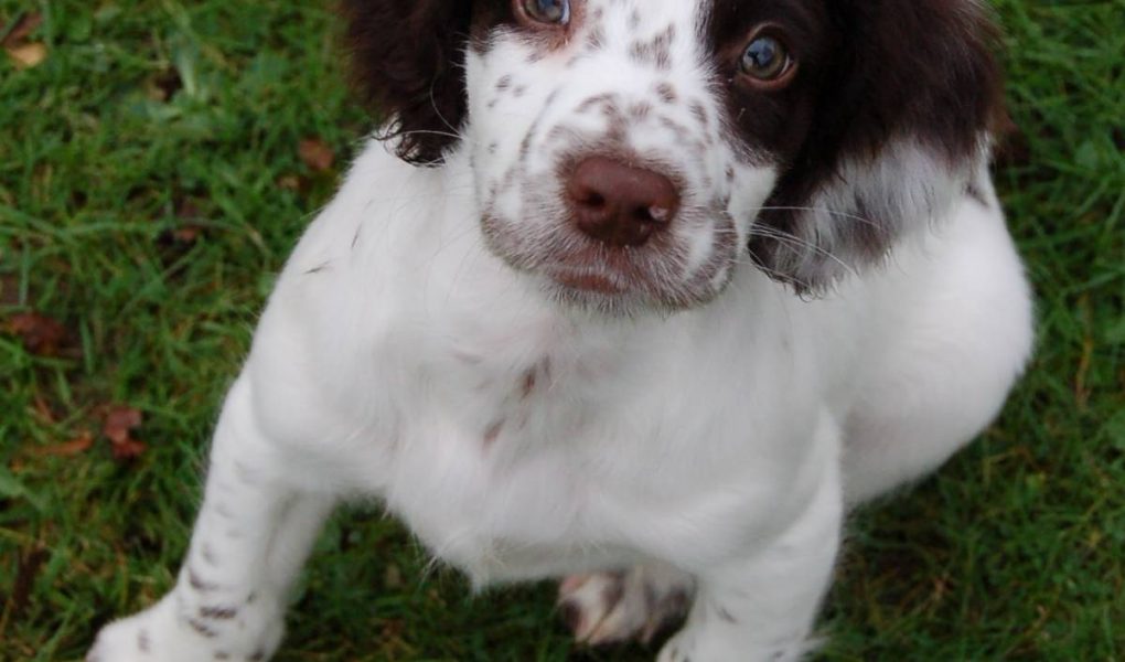 Can spaniels have blue eyes? - Easy Spaniel Training