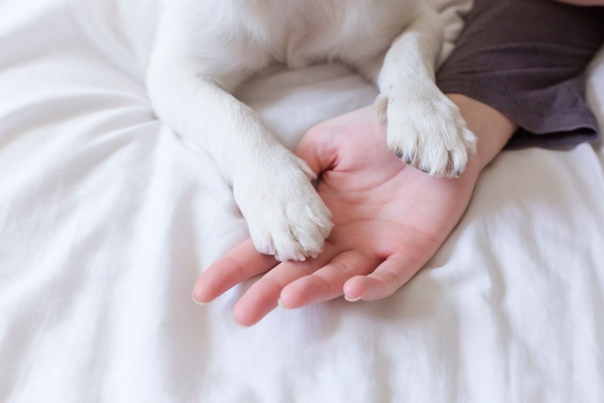 what-does-it-mean-when-a-dog-puts-his-paw-on-you-easy-spaniel-training