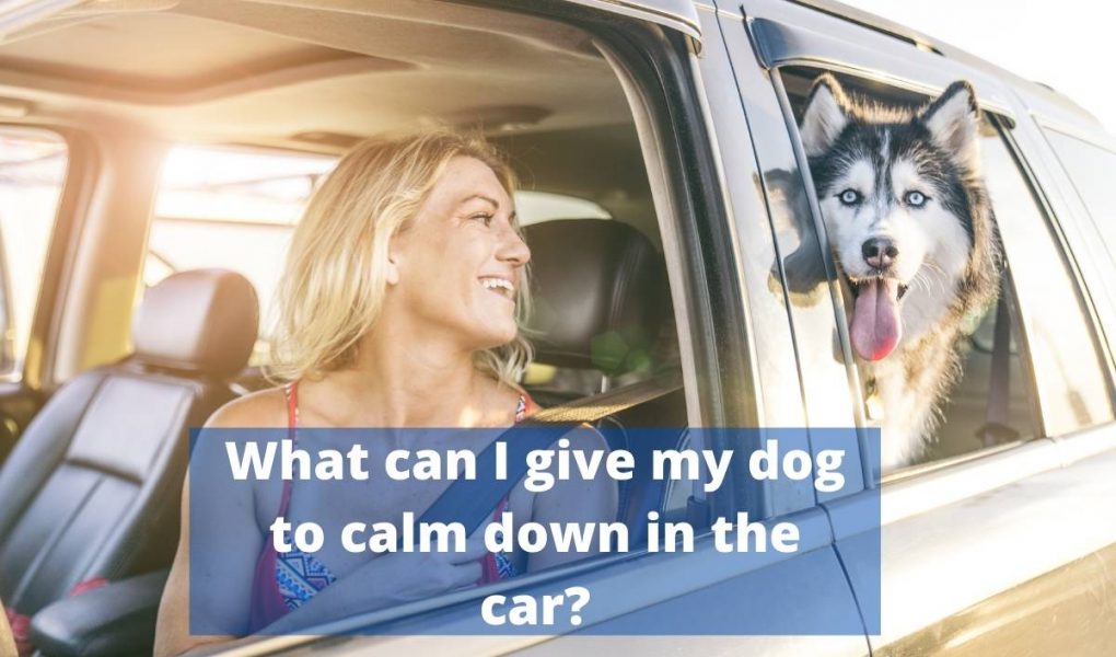 What Can I Give My Dog To Calm Down In The Car Easy Spaniel Training