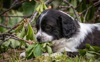 Why Do Dogs Lick Feet With Athlete S Foot Easy Spaniel Training