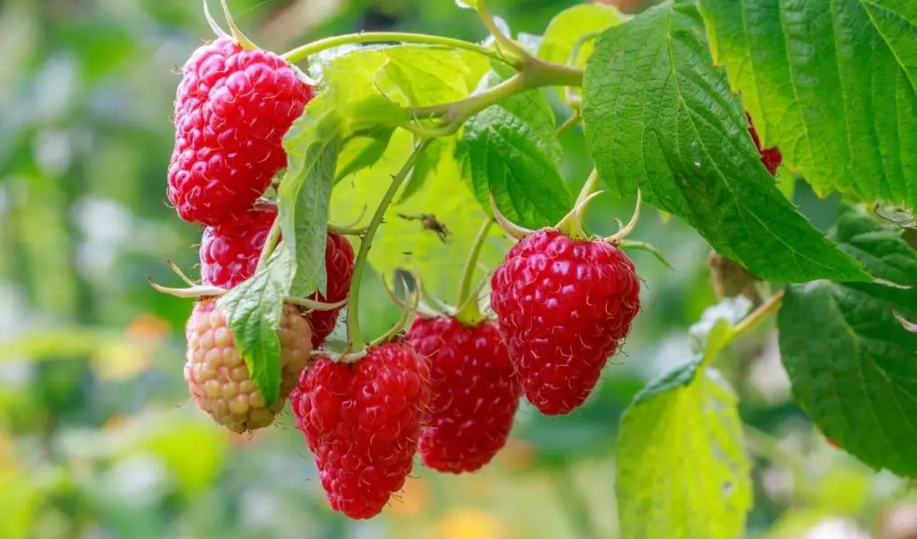 Can dogs eat raspberries? - Easy Spaniel Training