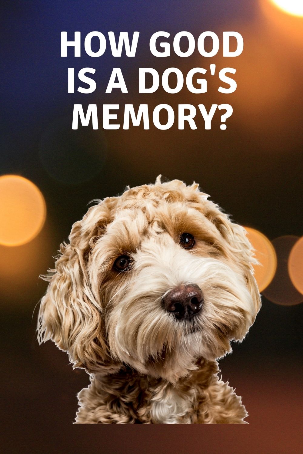 how-good-is-a-dog-s-memory-easy-spaniel-training