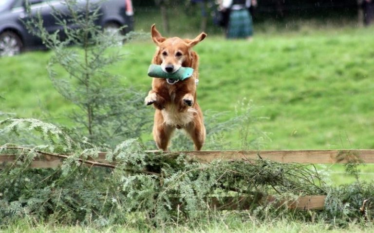 do-dogs-get-tired-of-eating-the-same-food-easy-spaniel-training