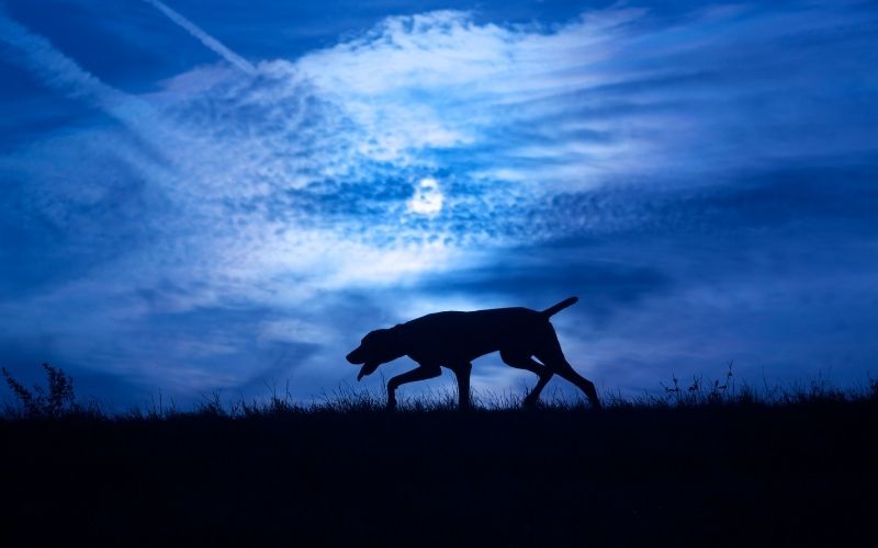 can-dogs-see-in-the-dark-easy-spaniel-training