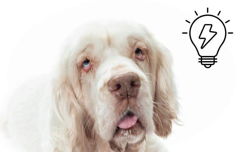 are clumber spaniel the most intelligent dogs