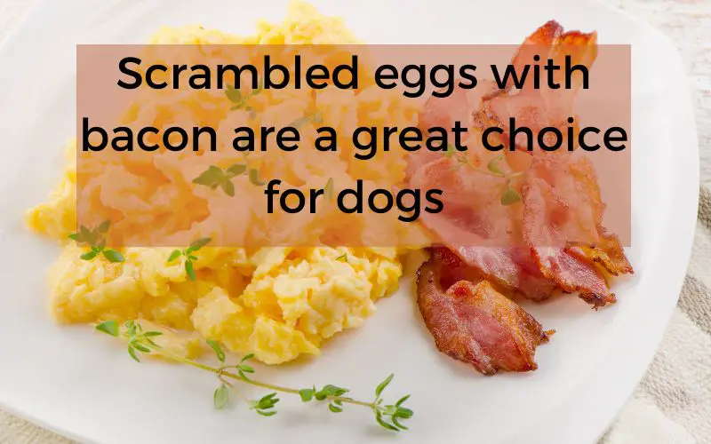 can dogs eat bacon and eggs