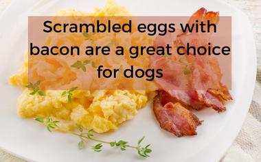 can english bulldogs eat scrambled eggs