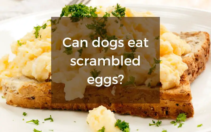 are dogs allowed to eat scrambled eggs