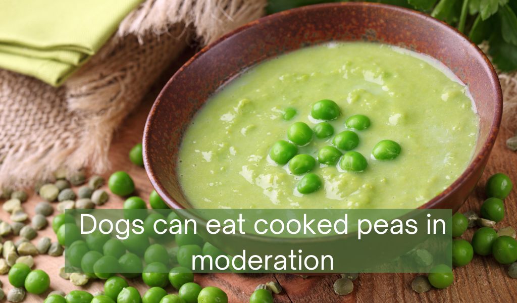 can poodles eat peas