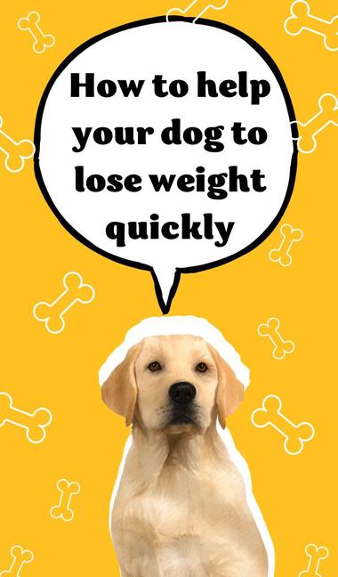 how fast can a dog lose weight