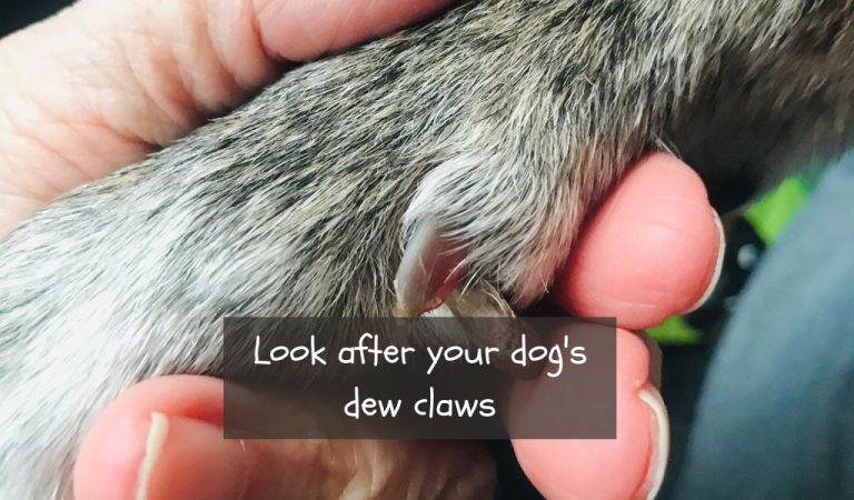 How To Care For A Broken And Bleeding Dew Claw In Dogs - Easy Spaniel ...