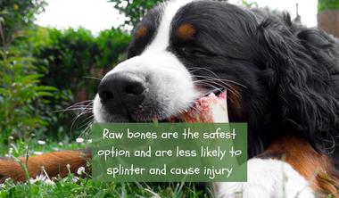are dogs allowed to eat ham bones