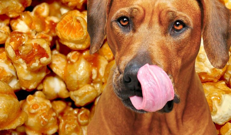 can-dogs-eat-popcorn-with-caramel-the-truth-revealed-easy-spaniel