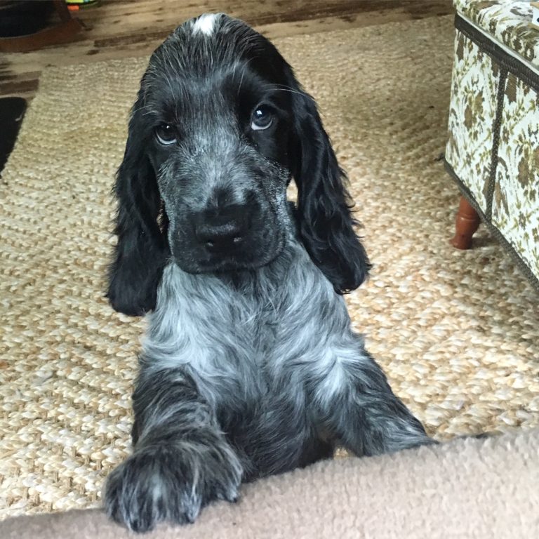 A Comprehensive Guide To Blue Roan Cocker Spaniels - Easy Spaniel Training