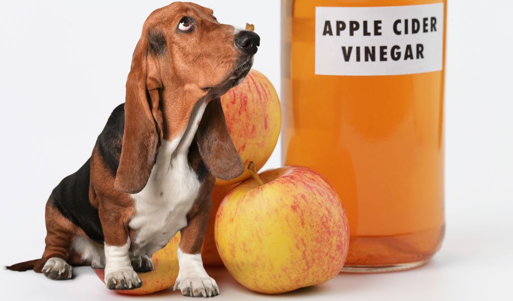  Is Apple Cider Vinegar Good For Dogs Skin Easy Spaniel Training