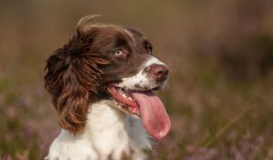 Are Spaniels Easy to Train? 