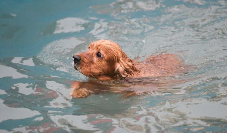 How To Train Cocker Spaniels - Easy Spaniel Training