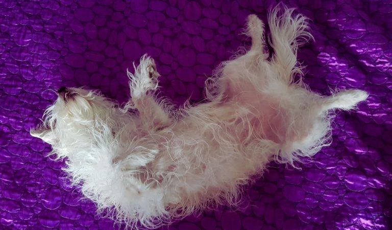 why-do-dogs-sleep-on-their-backs-unveiling-the-sleeping-habits-of-dogs