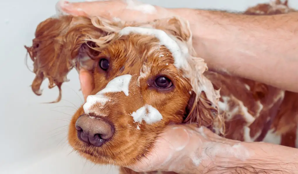 Human Shampoo on a Dog