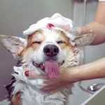 Is It Safe to Use Human Shampoo on a Dog?