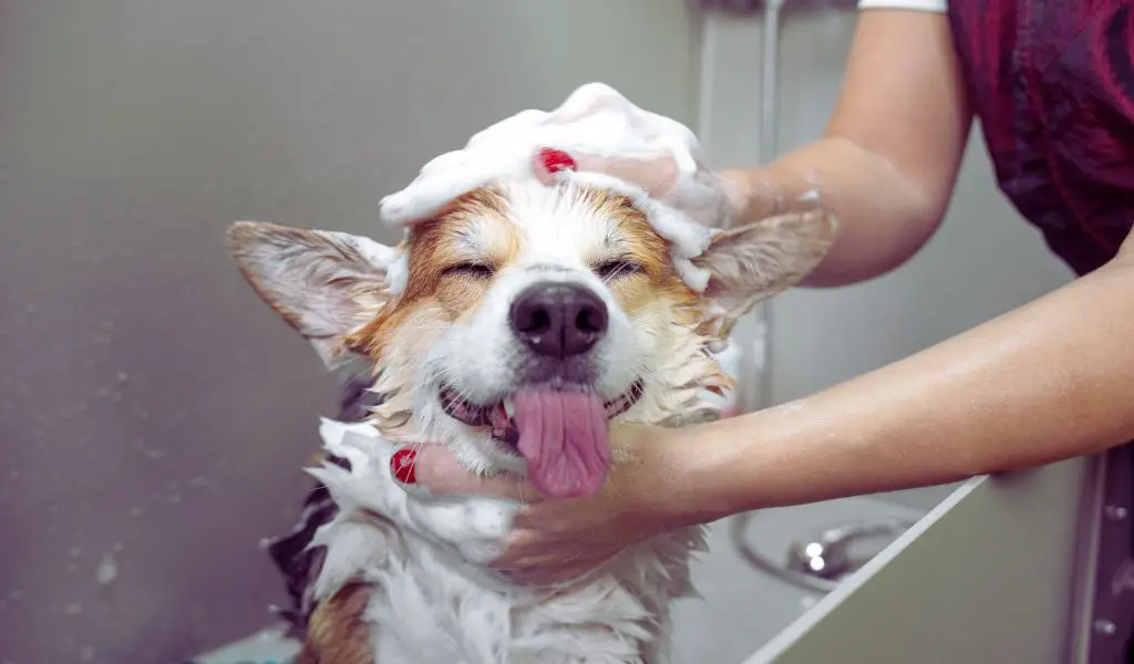 Is It Safe to Use Human Shampoo on a Dog?