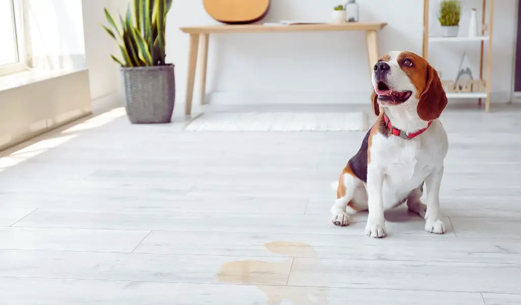 The Best Way to Clean Dog Urine from a Carpet