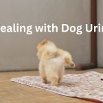 The Best Way to Clean Dog Urine from a Carpet: Expert Tips and Techniques