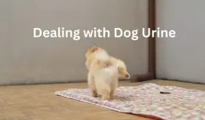 dealing with dog urine