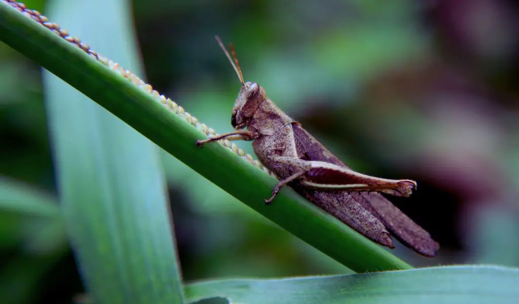 crickets in dog food