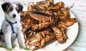 is insect based food good for dogs