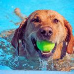 Can dogs swim in a Chlorine pool?