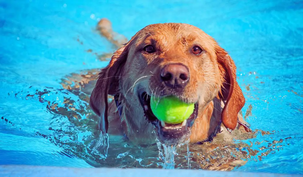 dog swimming in a pool