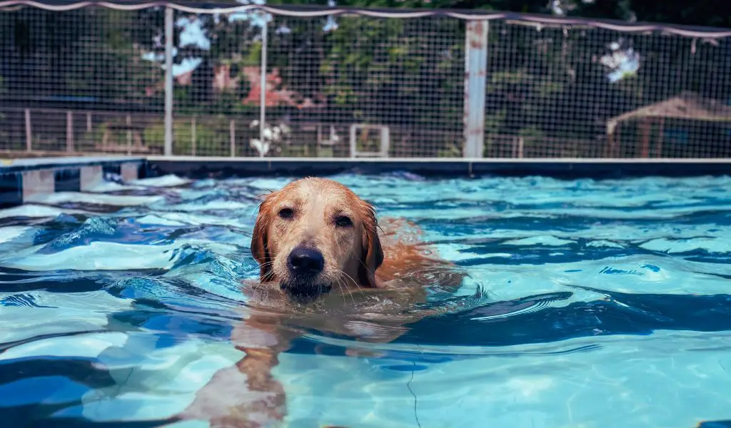 dog swimming